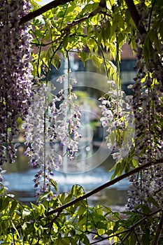 Purple flowered wisteria at RHS Wisley, flagship garden of the Royal Horticultural Society, in Surrey UK.