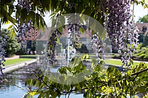 Purple flowered wisteria at RHS Wisley, flagship garden of the Royal Horticultural Society, in Surrey UK.