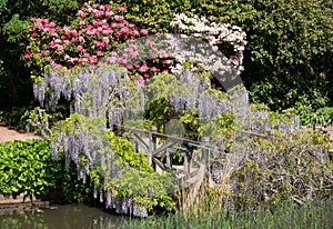 Purple flowered wisteria at RHS Wisley, flagship garden of the Royal Horticultural Society, in Surrey UK.