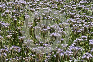 Purple flowerfield in Hungary