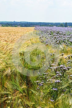 Purple flowerfield in Hungary