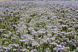 Purple flowerfield in Hungary photo