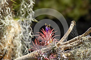 Purple flowering airplant tillandsia photo