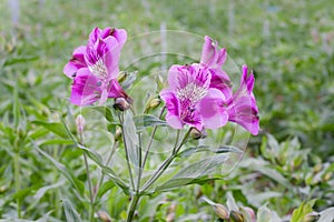 Purple flowering alstroemeria in Dutch greenhouse