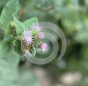 purple flowering buds on a tree, visited by a bee