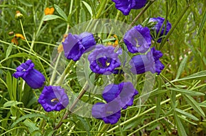 Purple flowering campanula medium or canterbury bells in garden