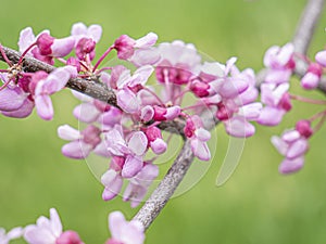 Purple flowering Cercis canadensis, the eastern redbud, is a large deciduous shrub or small tree, native to eastern North America