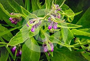 Purple flowering common comfrey from close
