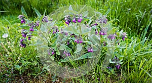 Purple flowering common comfrey plants from close