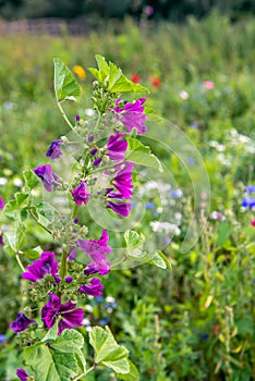 Purple flowering common mallow in a field edge