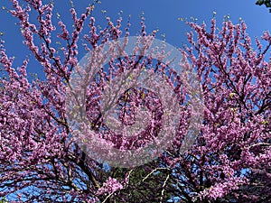 Purple Flowering Eastern Redbud Tree in Spring