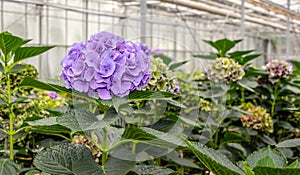 Purple flowering Hydrangea in a Hydrangea cut flowers nursery