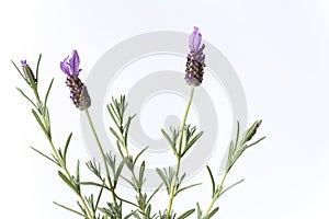 Purple Flowering Lavendula Stoechas photo