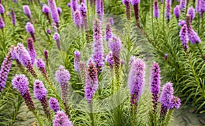 Purple flowering Liatris spicata plants from close