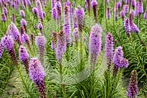 Purple flowering Liatris spicata plants from close photo