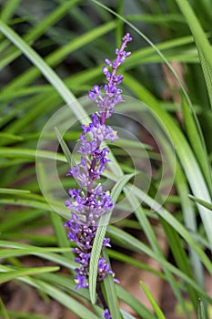Purple flowering Lily Turf (liriope muscari) in garden