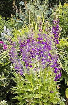 Purple flowering Lobelia plant in herbaceous border of English Garden.