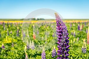 Purple flowering ornamental lupine plant up close