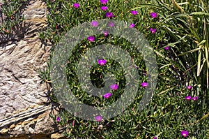 Purple flowering pigface carpobrotus glaucescens