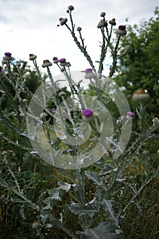 Purple flowering plant Cotton thistle, Scotch or Scottish thistle