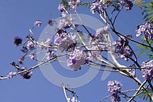 Purple flowering plant flowers `jascarnada plant`