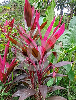 Purple flowering plants are usually used as fences to divide residents& x27; land and gardens