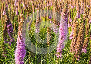 Purple flowering Prairie Gay Feather plants