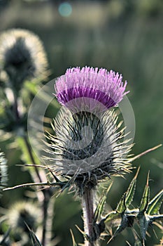 Purple Flowering Scottish Thistle and Spiky Foliage