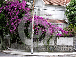 Purple flowering tree