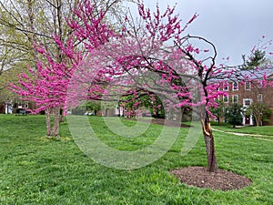 Purple Flowering Tree and Green Grass in Spring