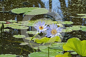 Purple flowering water lilies (nymphaea nouchali) on a summer\'s day