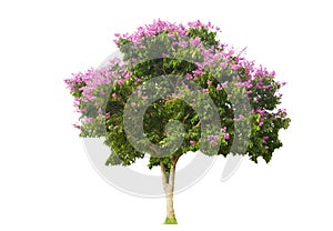 PurpLe floweripurpLeavesle flowering tree Isolated from the white backgroundng tree Isolated from the white background photo