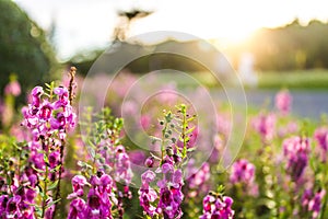 Purple flowers