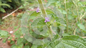 Purple flowers