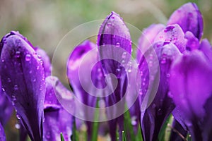 Purple flowers