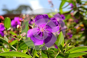 Purple Flowers