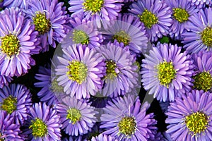 Purple Flowers