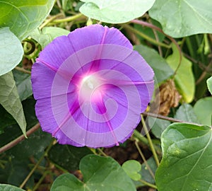 Purple flowers