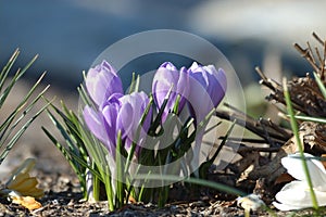 Purple Flowers