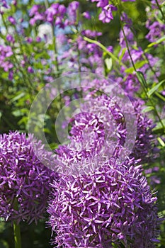 Purple flowers photo