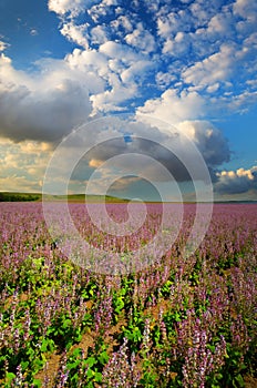 Purple flowers