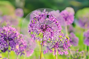 Purple flowers