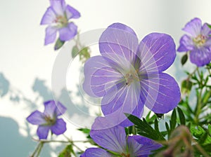 Purple Flowers
