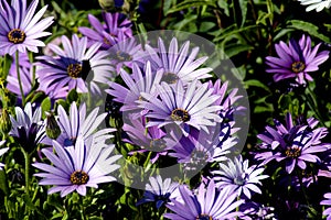 Purple_flowers