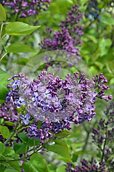 Purple flowers