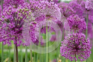 Purple flowers photo