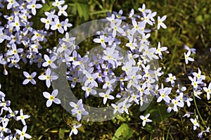 Purple Flowers