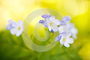 Purple Flowers