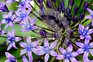 Purple flowers