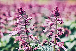 Purple flowers